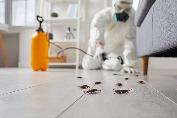 Trusted Rodent Control service in Wollochet, WA - Nex Pest Control